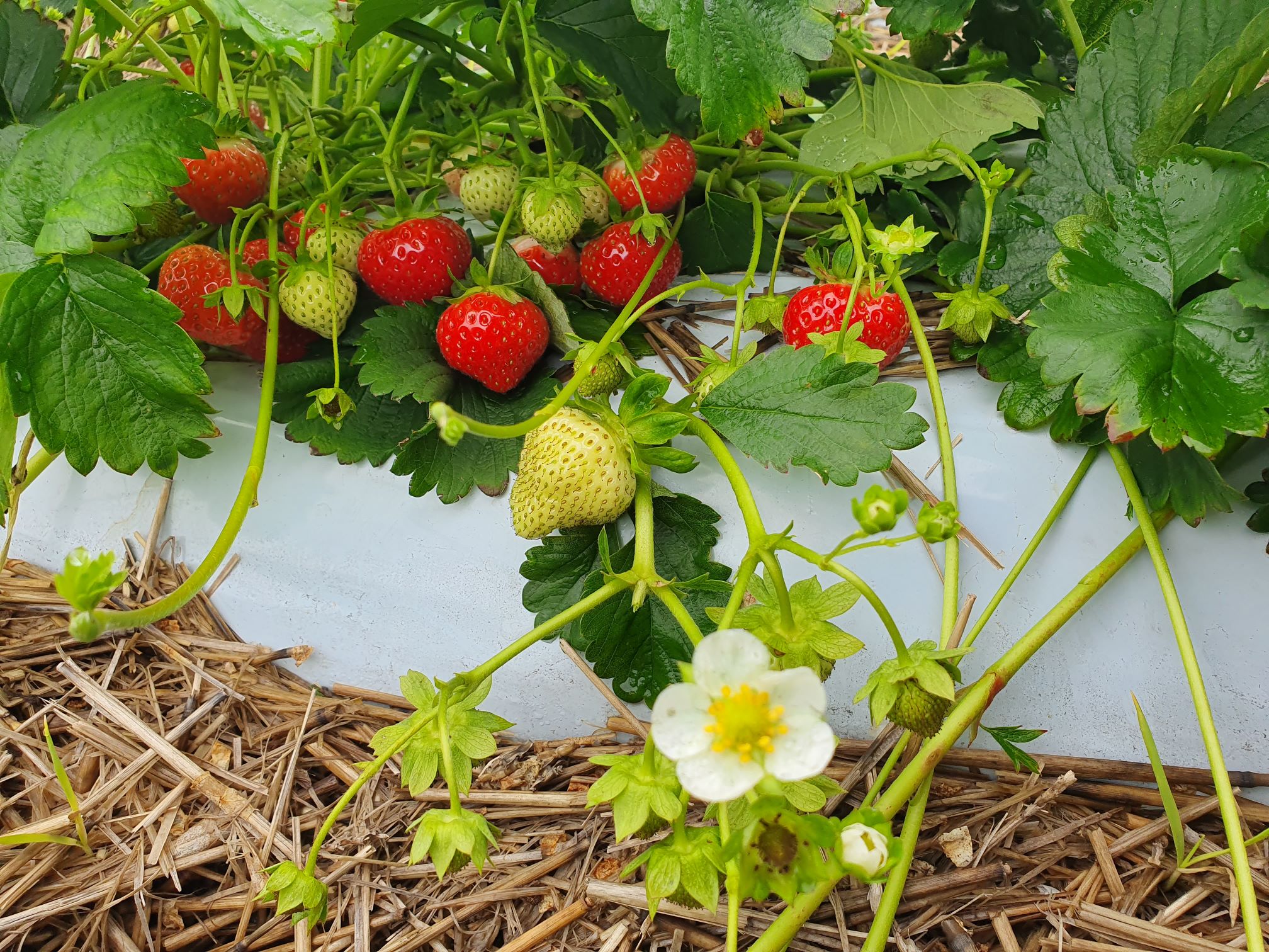 Nochmal (Spät-)Sommer mit leckeren Erdbeeren