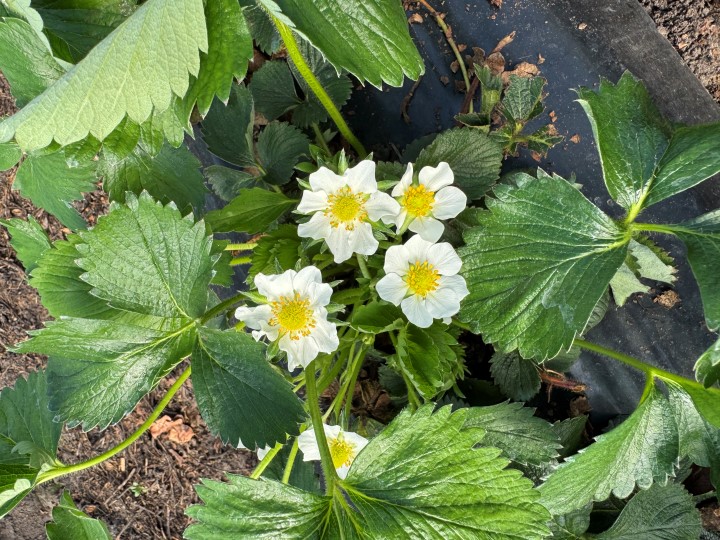 Eine frühe Ernte steht bevor