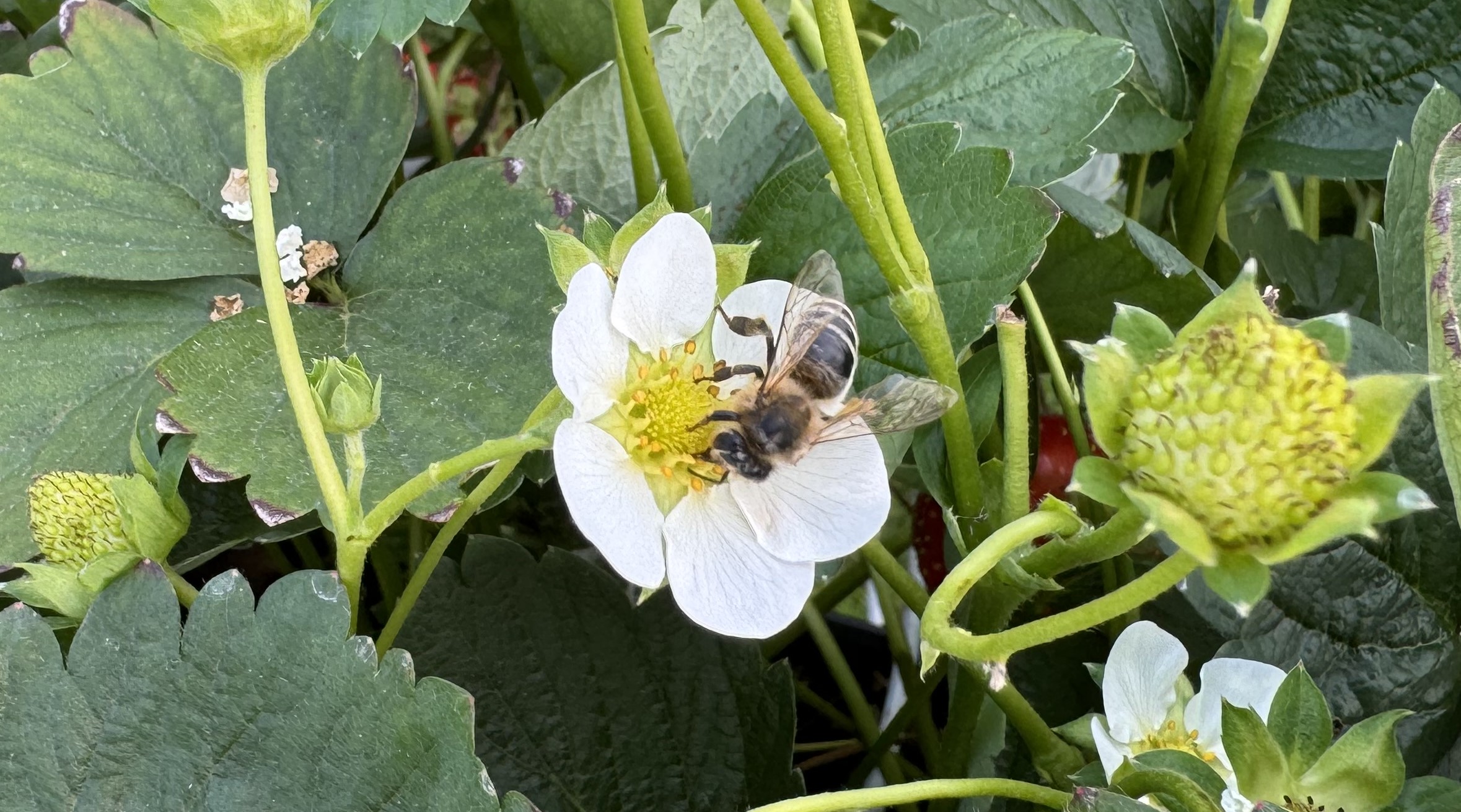 Futter für Fluginsekten